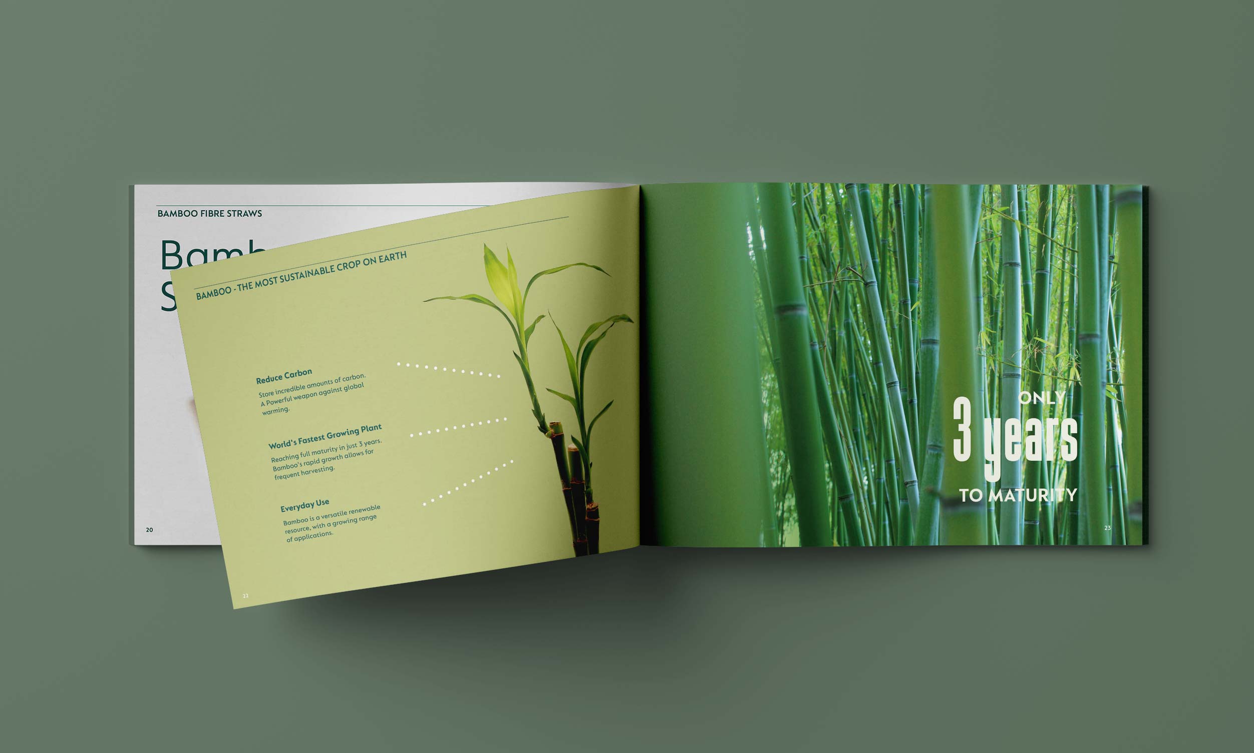 BAMBOO - Company Profile Booklet. Brand Story. Advertising Agency in Taiwan. Marketing and Branding - BE LUCKY Taipei.