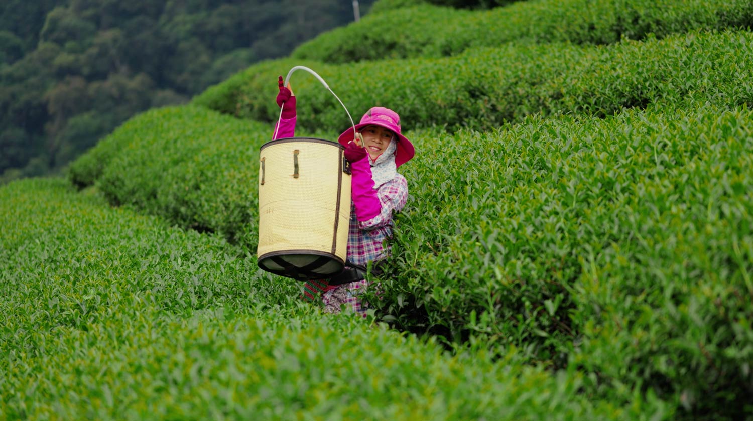 Le Rong Hao Tea - Masters' Edition - TV Commercial. Advertising Agency in Taiwan. Marketing, Branding, Video & Film Production - BE LUCKY Taipei.